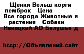 Щенки Вельш корги пемброк › Цена ­ 35 000 - Все города Животные и растения » Собаки   . Ненецкий АО,Белушье д.